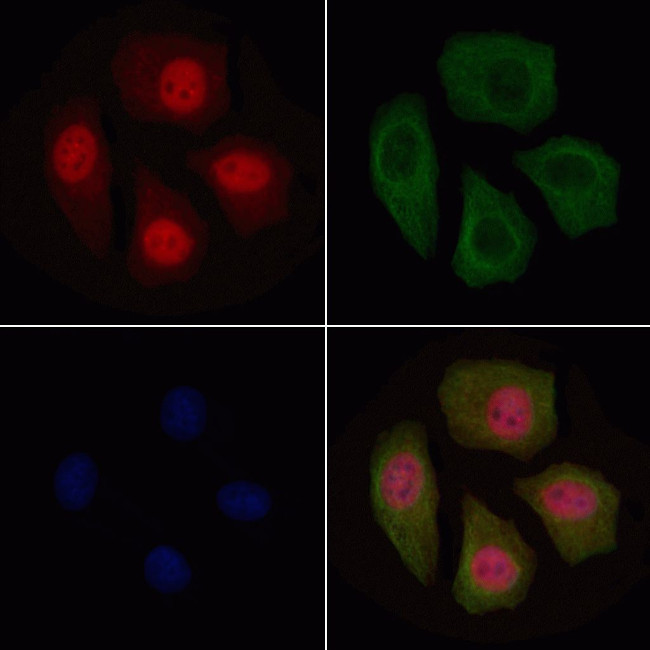 Phospho-BMAL1 (Ser49) Antibody in Immunocytochemistry (ICC/IF)