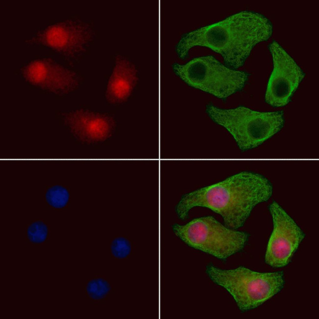 Phospho-PDCD5 (Ser119) Antibody in Immunocytochemistry (ICC/IF)