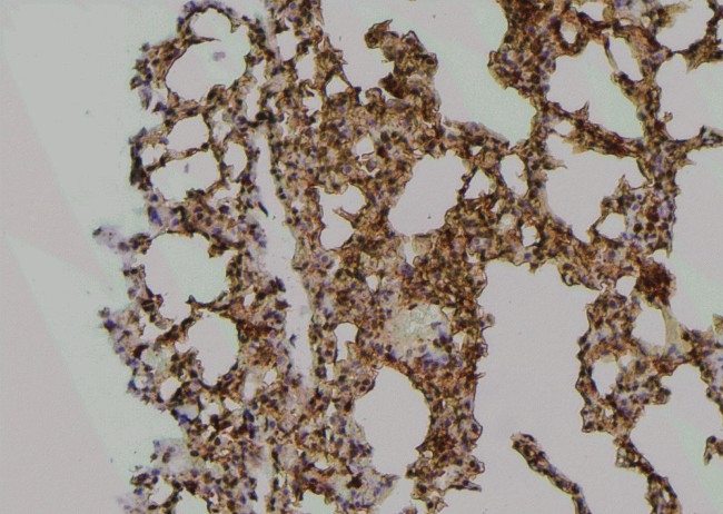 Phospho-MPZL1 (Tyr241) Antibody in Immunohistochemistry (Paraffin) (IHC (P))
