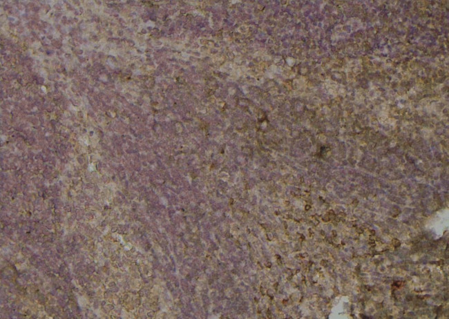 Phospho-OXSR1 (Ser339) Antibody in Immunohistochemistry (Paraffin) (IHC (P))
