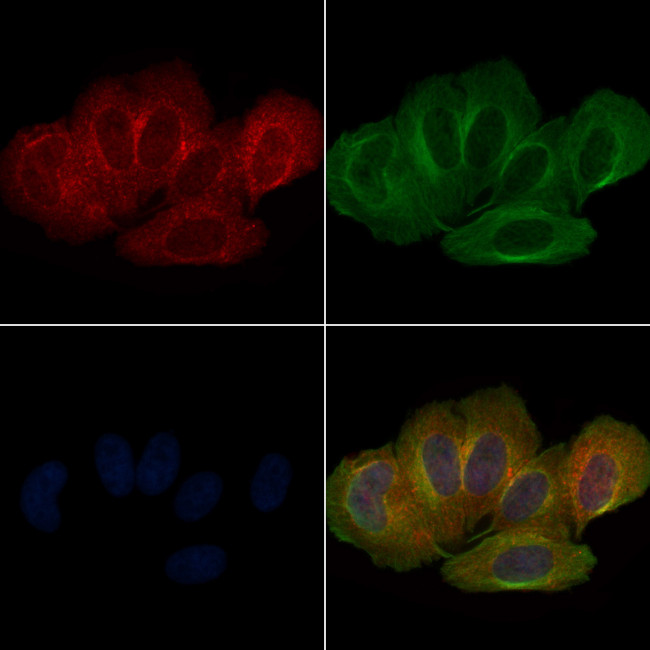 Phospho-LATS1 (Ser909) Antibody in Immunocytochemistry (ICC/IF)
