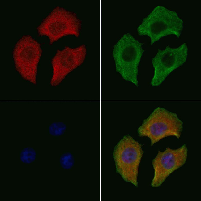 Phospho-HSP90 (Ser226) Antibody in Immunocytochemistry (ICC/IF)