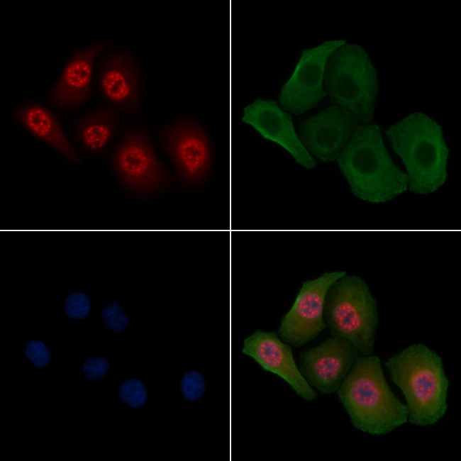 Phospho-Fra1 (Thr227) Antibody in Immunocytochemistry (ICC/IF)