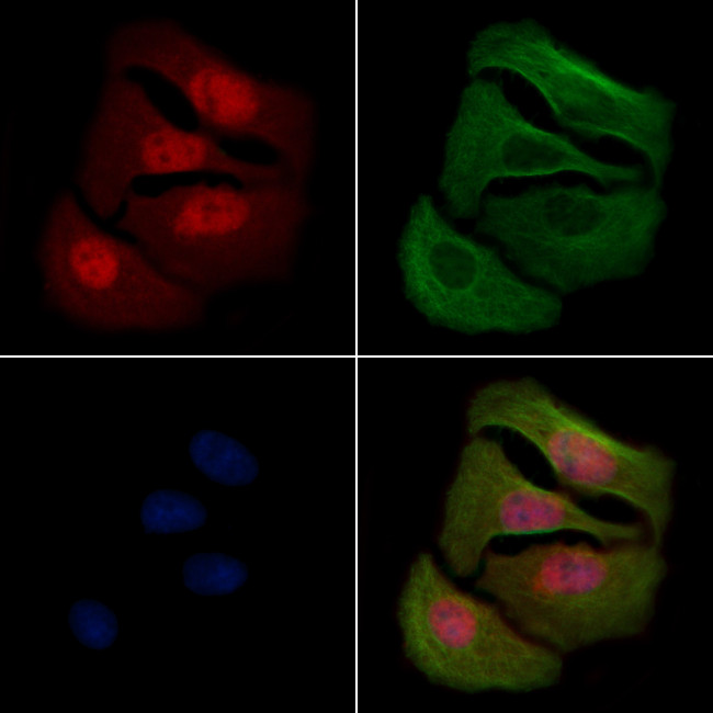Phospho-SHP-1 (Ser534) Antibody in Immunocytochemistry (ICC/IF)