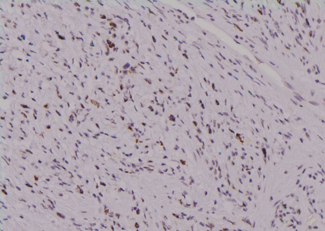 Phospho-cdc25C (Thr48) Antibody in Immunohistochemistry (Paraffin) (IHC (P))