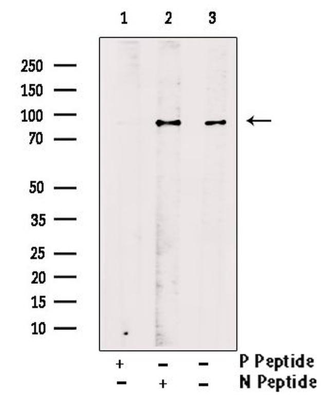 Phospho-STAT1 (Tyr68) Antibody in Western Blot (WB)