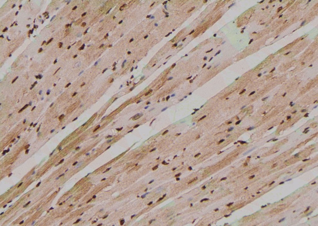 Phospho-Ephrin B1 (Tyr313, Tyr317) Antibody in Immunohistochemistry (Paraffin) (IHC (P))
