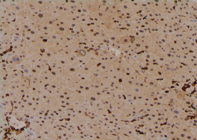 Phospho-PLCB3 (Ser1105) Antibody in Immunohistochemistry (Paraffin) (IHC (P))