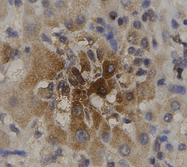 Phospho-GRB10 (Ser431) Antibody in Immunohistochemistry (Paraffin) (IHC (P))