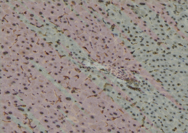 Phospho-MEF2D (Ser180) Antibody in Immunohistochemistry (Paraffin) (IHC (P))