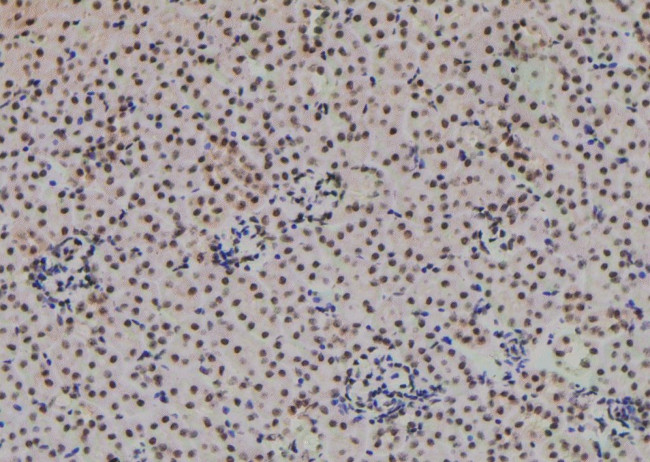 Phospho-NFATC4 (Ser289) Antibody in Immunohistochemistry (Paraffin) (IHC (P))