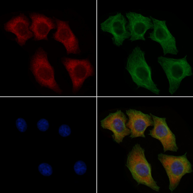 Phospho-NuMA (Ser1225) Antibody in Immunocytochemistry (ICC/IF)