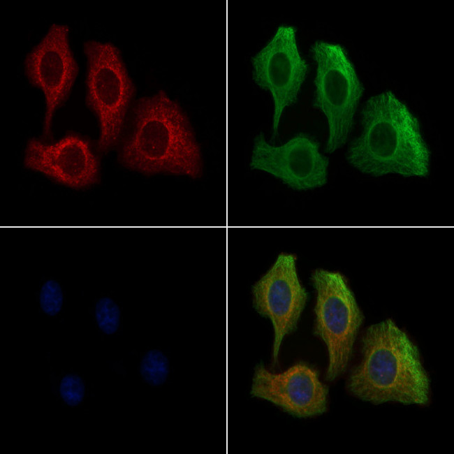 Phospho-FADD (Ser41) Antibody in Immunocytochemistry (ICC/IF)