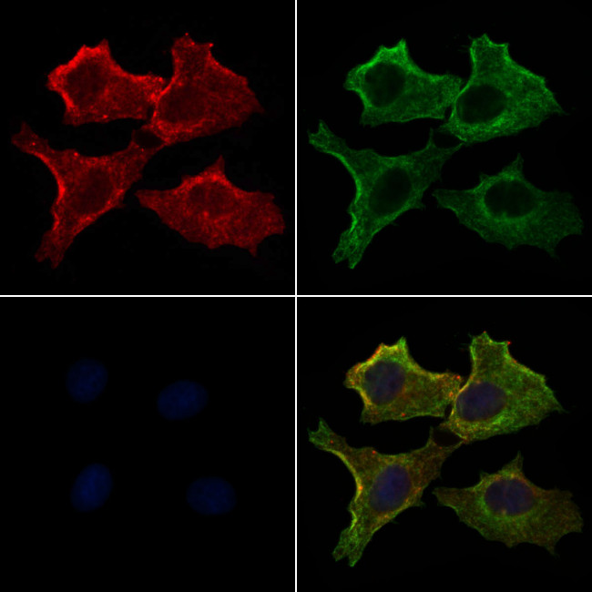Phospho-MOB4A (Tyr26) Antibody in Immunocytochemistry (ICC/IF)