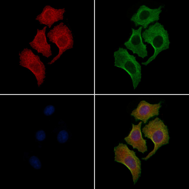 Phospho-MAPK15 (Tyr177) Antibody in Immunocytochemistry (ICC/IF)