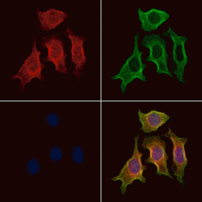 Phospho-CDCP1 (Tyr734) Antibody in Immunocytochemistry (ICC/IF)