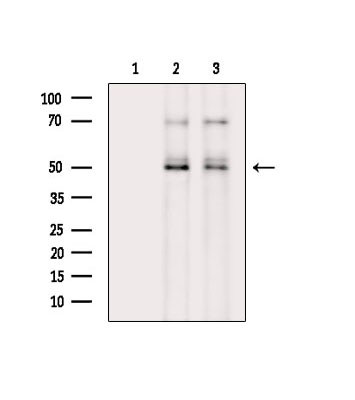 Phospho-Cdc20 (Thr70) Antibody in Western Blot (WB)