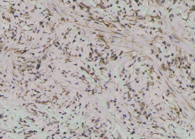 Phospho-TLR4 (Ser800) Antibody in Immunohistochemistry (Paraffin) (IHC (P))