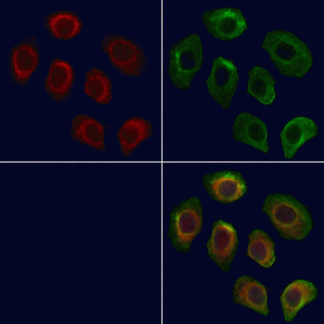 SLC22A8 Antibody in Immunocytochemistry (ICC/IF)