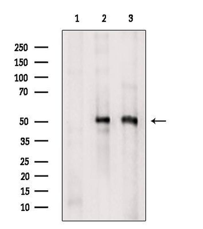 NEK2 Antibody in Western Blot (WB)