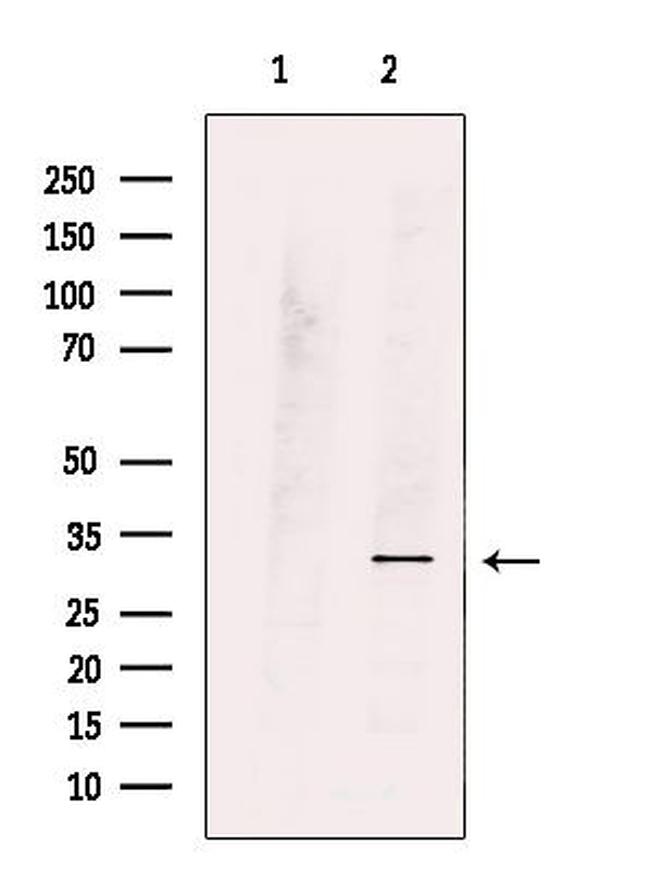 MPZL1 Antibody in Western Blot (WB)