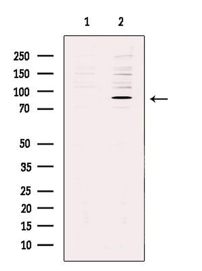 REPS1 Antibody in Western Blot (WB)