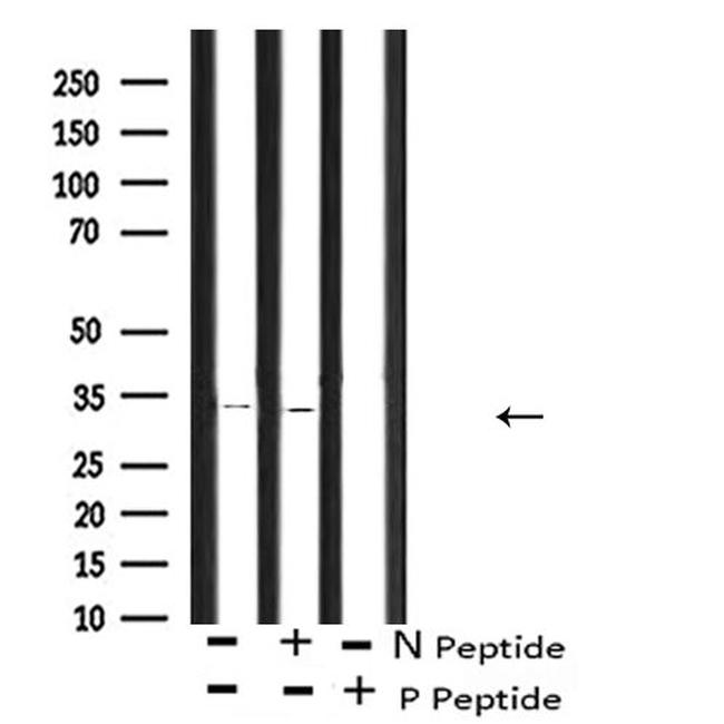 Phospho-CDK1 (Thr161) Antibody in Western Blot (WB)