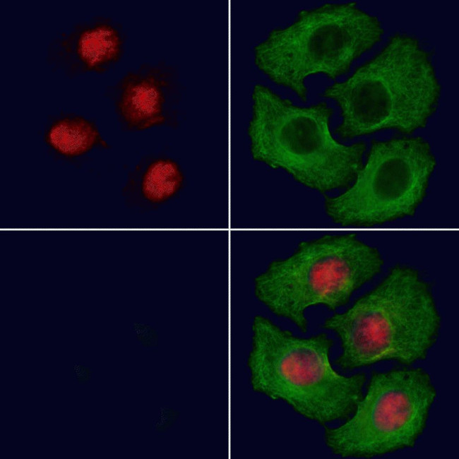 Phospho-MAX (Ser11) Antibody in Immunocytochemistry (ICC/IF)
