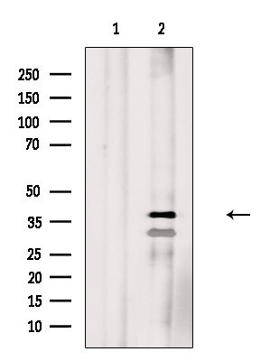 Phospho-C/EBP alpha (Ser190) Antibody in Western Blot (WB)