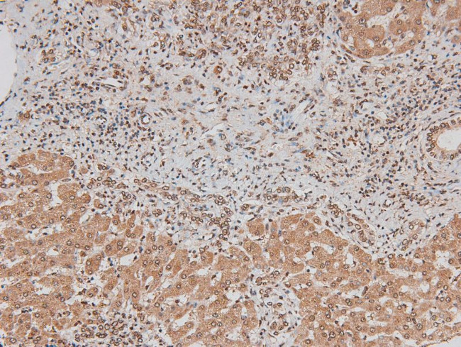 Phospho-ErbB3 (Tyr1328) Antibody in Immunohistochemistry (Paraffin) (IHC (P))