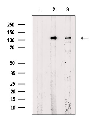 Phospho-Rb (Ser612) Antibody in Western Blot (WB)