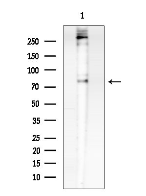 Phospho-CENTB1 (Ser554) Antibody in Western Blot (WB)