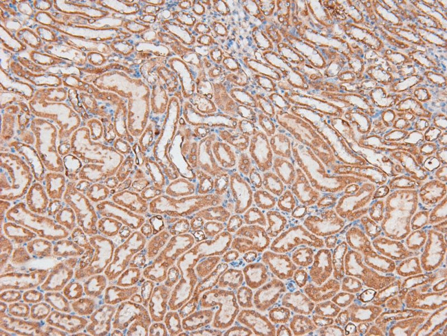 Phospho-AHNAK (Ser5784) Antibody in Immunohistochemistry (Paraffin) (IHC (P))