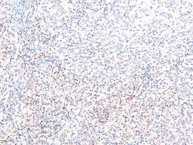 Phospho-SIK1/SIK2/SIK3 (Thr182, Thr175, Thr221) Antibody in Immunohistochemistry (Paraffin) (IHC (P))
