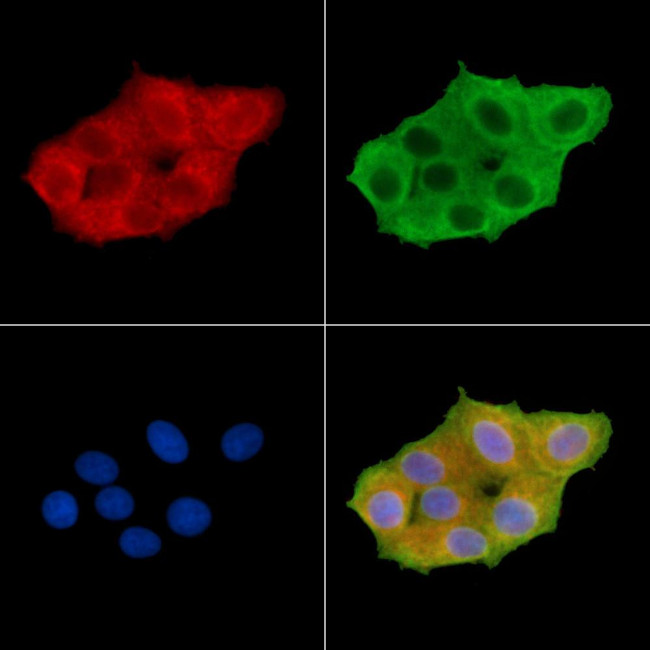 Phospho-TIE1 (Tyr1117) Antibody in Immunocytochemistry (ICC/IF)