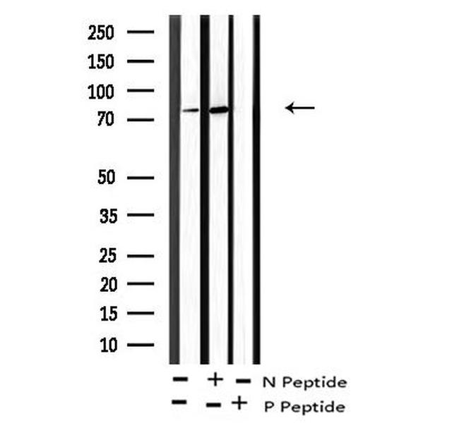 Phospho-C-RAF (Tyr340) Antibody in Western Blot (WB)