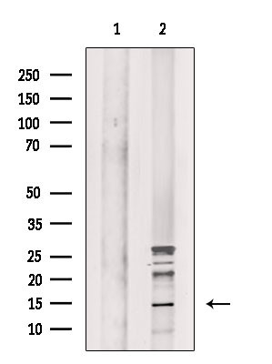 Phospho-Histone H2A (Ser2) Antibody in Western Blot (WB)