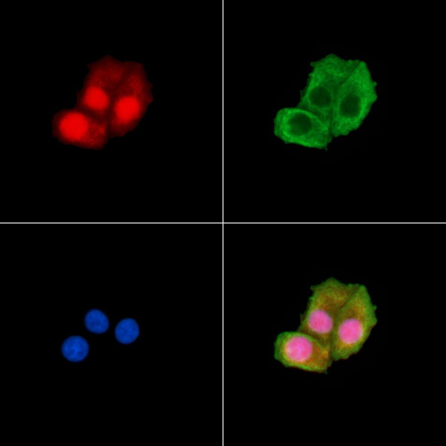 Phospho-Claspin (Ser30) Antibody in Immunocytochemistry (ICC/IF)