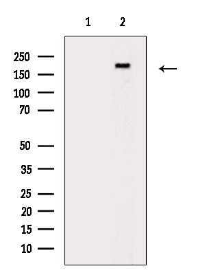 Phospho-CUX1 (Ser1237) Antibody in Western Blot (WB)