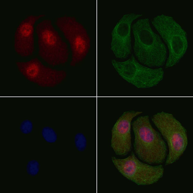 Phospho-Cyclin B1 (Ser128) Antibody in Immunocytochemistry (ICC/IF)