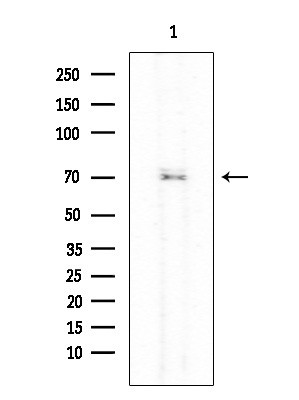 Phospho-KIZUNA (Thr379) Antibody in Western Blot (WB)