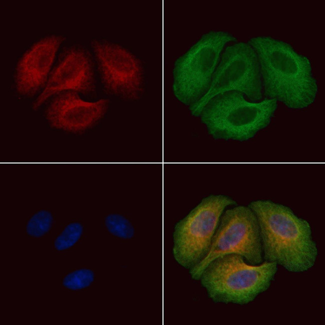 Phospho-PDE4D (Ser715) Antibody in Immunocytochemistry (ICC/IF)