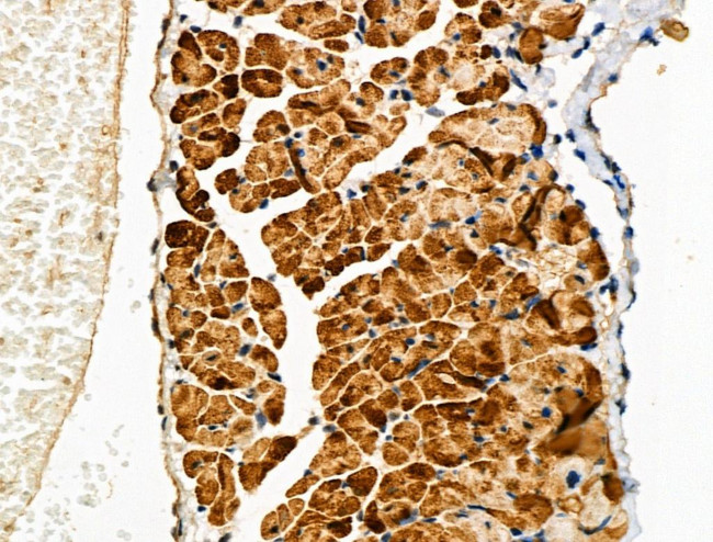 Phospho-Cardiac Troponin I (Ser23, Ser24) Antibody in Immunohistochemistry (Paraffin) (IHC (P))