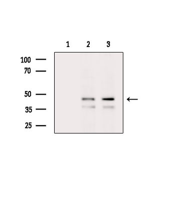 Phospho-VASP (Thr278) Antibody in Western Blot (WB)