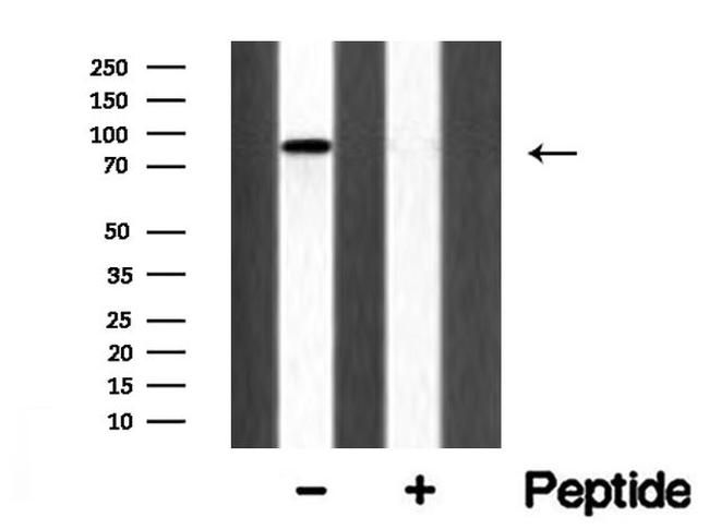 Axl Antibody in Western Blot (WB)