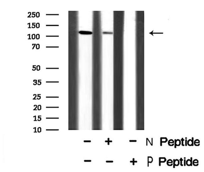 Phospho-MYPT1 (Ser507) Antibody in Western Blot (WB)