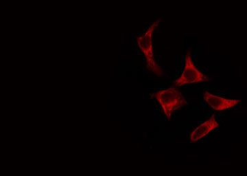 Phospho-ATP1A1 (Tyr260) Antibody in Immunocytochemistry (ICC/IF)