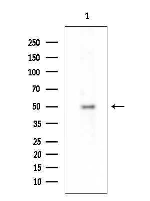 Phospho-G3BP1 (Ser149) Antibody in Western Blot (WB)