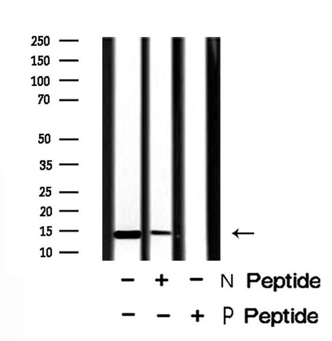 Phospho-H2A.X (Tyr143) Antibody in Western Blot (WB)