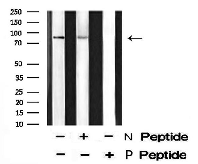 Phospho-XRCC1 (Thr284) Antibody in Western Blot (WB)